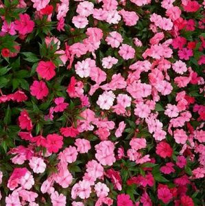 Meet your Posher, Alexa